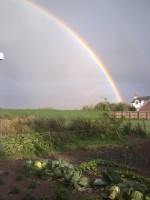 /album/cherrytree-allotment/cherrytree-rainbow-2-jpg/